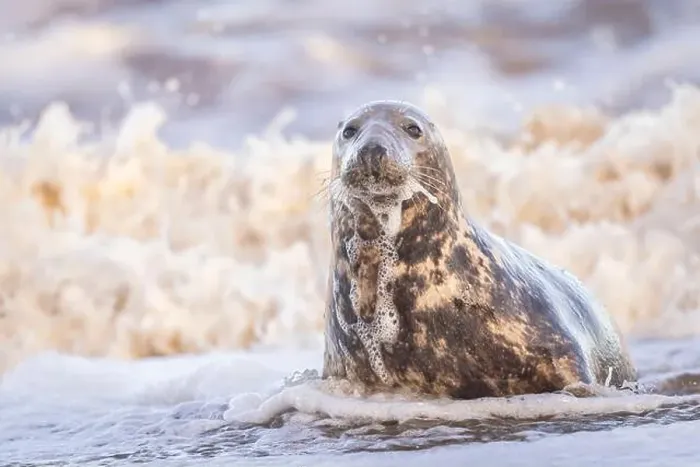 Framed Print : A Grey Seal being washed over by a wave, Norfolk, UK Framed Print : A Grey Seal being washed over by a wave, Norfolk, UK