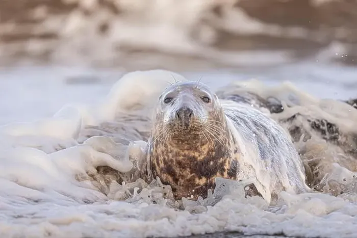 Framed Print : A Grey Seal being washed over by a wave, Norfolk, UK Framed Print : A Grey Seal being washed over by a wave, Norfolk, UK
