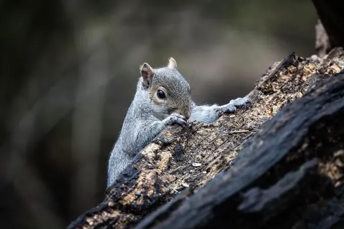 Framed Print : A grey squirrel appears from behind a dead tree Framed Print : A grey squirrel appears from behind a dead tree