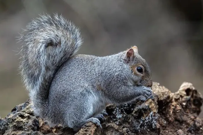 Framed Print : A grey squirrel on a dead tree, feeding Framed Print : A grey squirrel on a dead tree, feeding