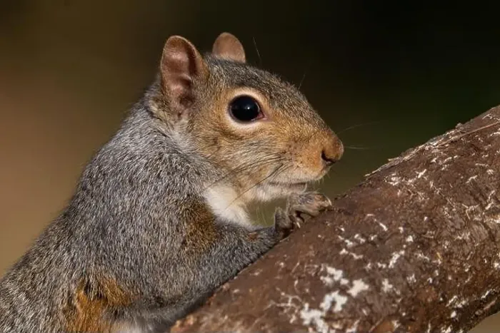 Framed Print : A grey squirrel resting on a wild cherry limb Framed Print : A grey squirrel resting on a wild cherry limb