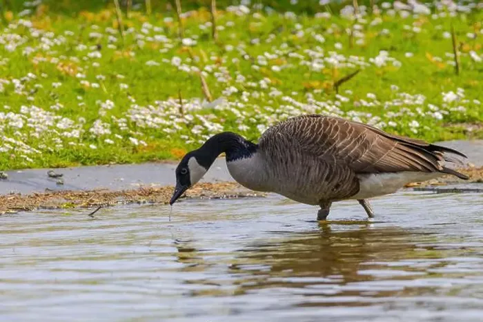 Framed Print : Grey wild goose, cute Water Birds Geese and Chicks at Lake Framed Print : Grey wild goose, cute Water Birds Geese and Chicks at Lake