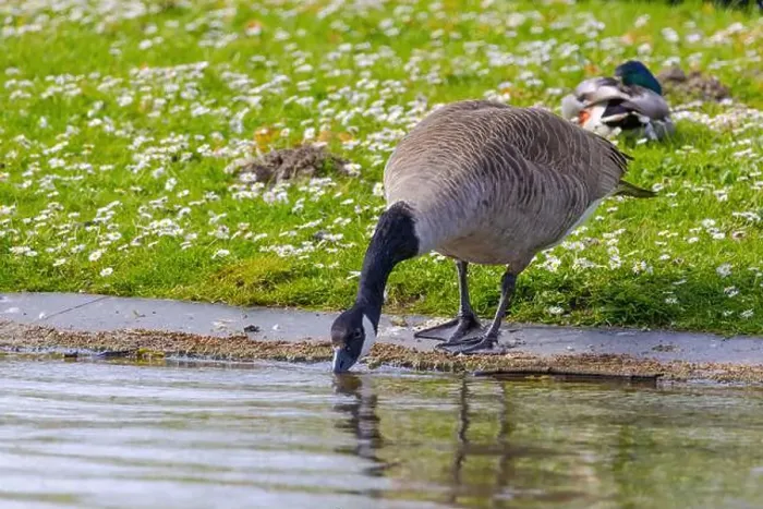 Framed Print : Grey wild goose, cute Water Birds Geese and Chicks at Lake Framed Print : Grey wild goose, cute Water Birds Geese and Chicks at Lake