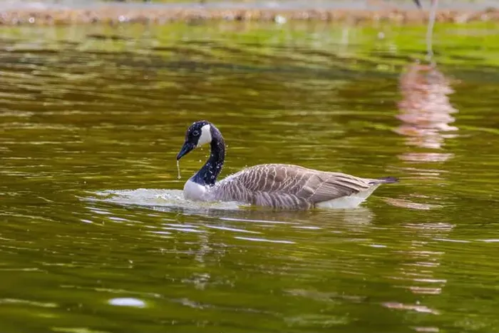 Framed Print : Grey wild goose, cute Water Birds Geese and Chicks at Lake Framed Print : Grey wild goose, cute Water Birds Geese and Chicks at Lake