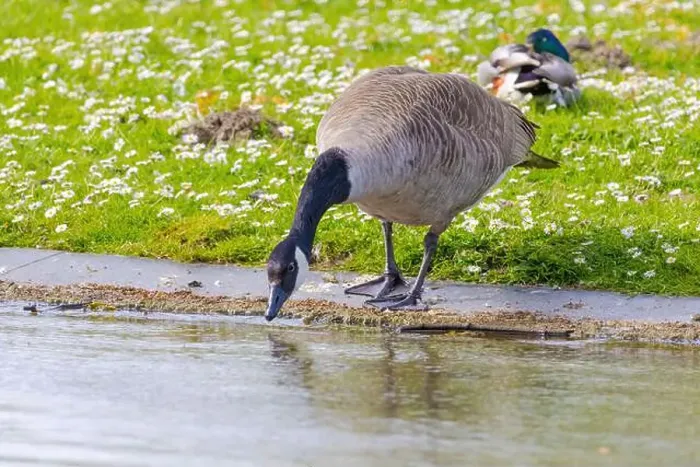 Framed Print : Grey wild goose, cute Water Birds Geese and Chicks at Lake Framed Print : Grey wild goose, cute Water Birds Geese and Chicks at Lake