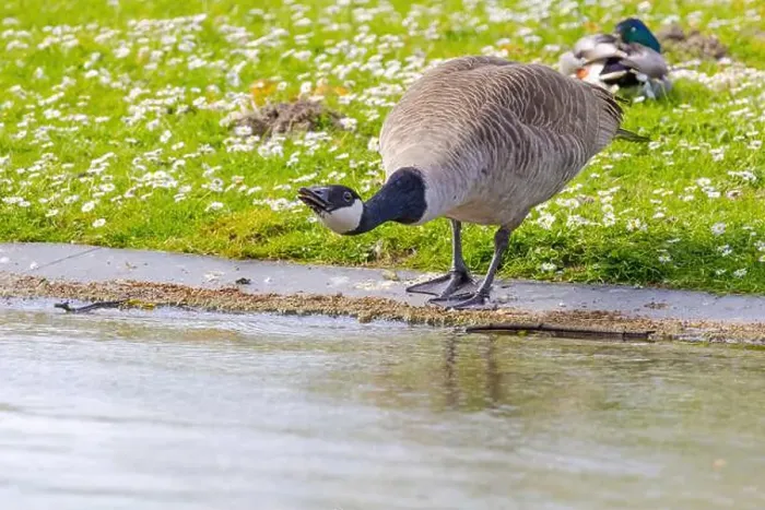 Framed Print : Grey wild goose, cute Water Birds Geese and Chicks at Lake