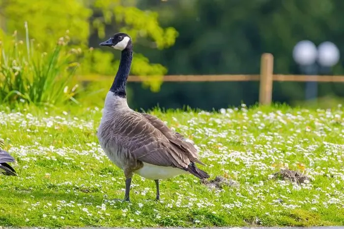Framed Print : Grey wild goose, cute Water Birds Geese and Chicks at Lake