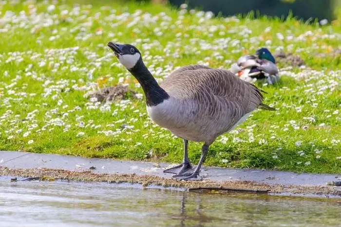 Framed Print : Grey wild goose, cute Water Birds Geese and Chicks at Lake