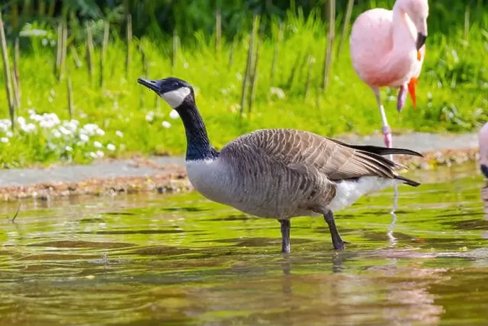 Framed Print : Grey wild goose, cute Water Birds Geese and Chicks at Lake