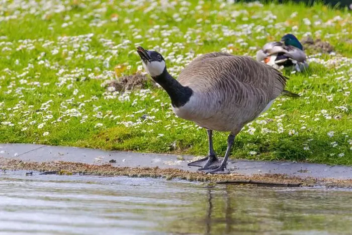 Framed Print : Grey wild goose, cute Water Birds Geese and Chicks at Lake