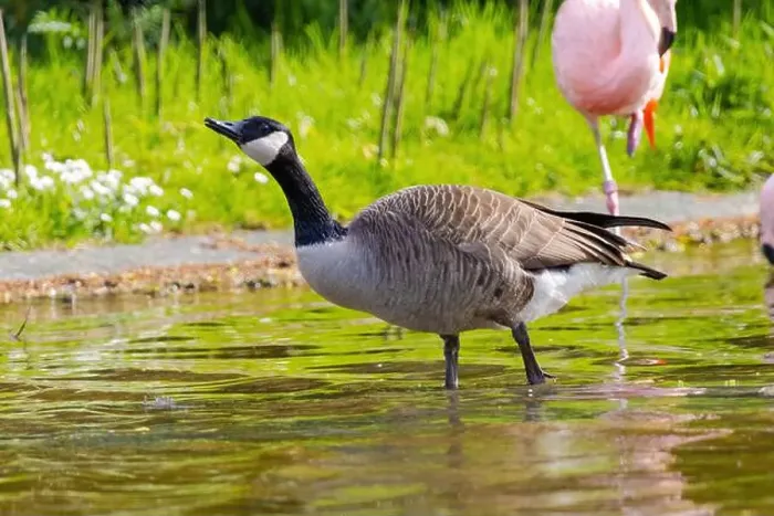 Framed Print : Grey wild goose, cute Water Birds Geese and Chicks at Lake