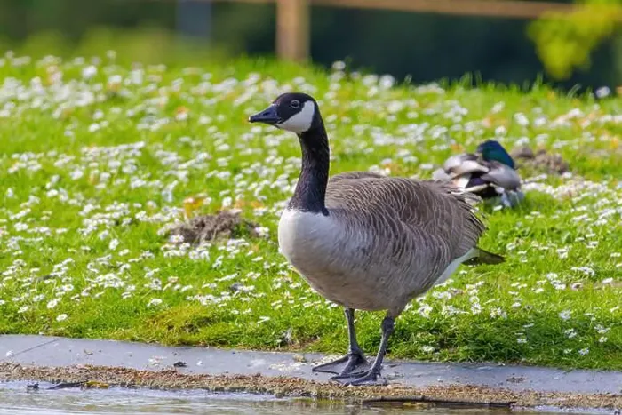 Framed Print : Grey wild goose, cute Water Birds Geese and Chicks at Lake