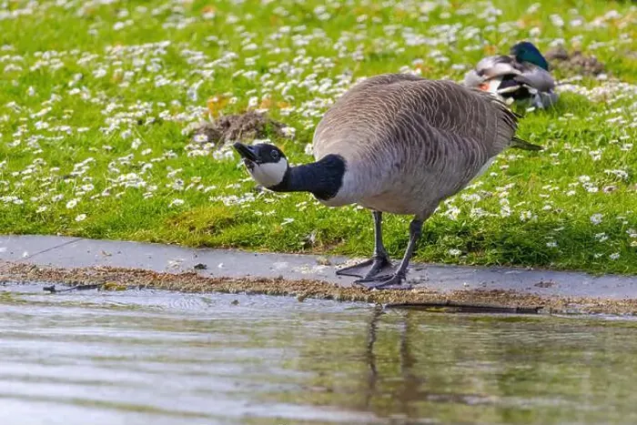 Framed Print : Grey wild goose, cute Water Birds Geese and Chicks at Lake