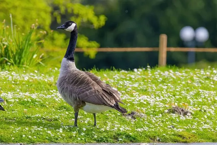 Framed Print : Grey wild goose, cute Water Birds Geese and Chicks at Lake