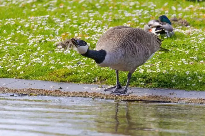 Framed Print : Grey wild goose, cute Water Birds Geese and Chicks at Lake