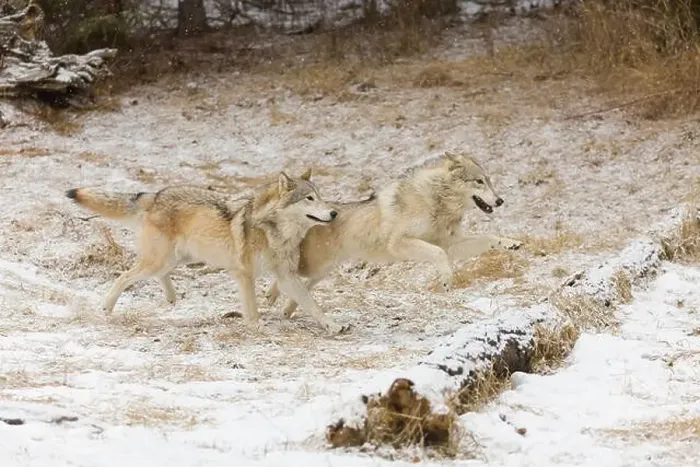 Framed Print : Grey wolf Canis lupus, 2 adults running on snow, Montana, USA, March Framed Print : Grey wolf Canis lupus, 2 adults running on snow, Montana, USA, March