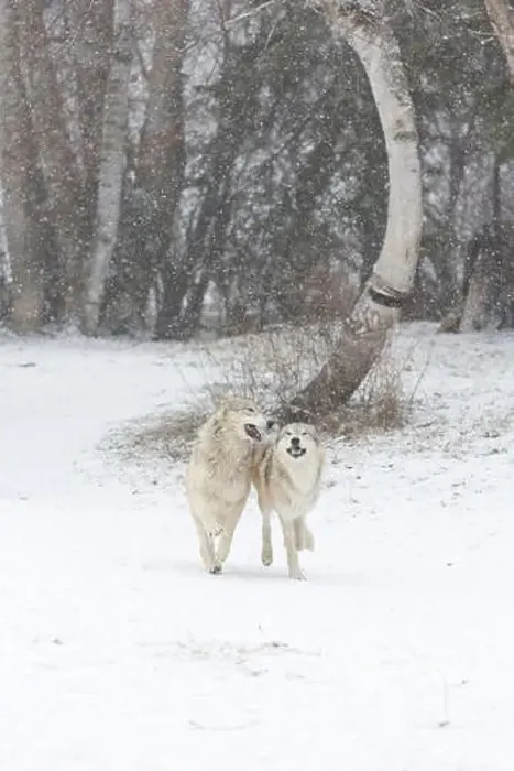 Framed Print : Grey wolf Canis lupus, 2 adults running at snow covered forest edge, Montana, USA, March Framed Print : Grey wolf Canis lupus, 2 adults running at snow covered forest edge, Montana, USA, March