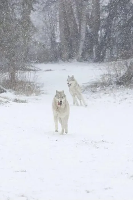 Framed Print : Grey wolf Canis lupus, 2 adults running at snow covered forest edge, Montana, USA, March Framed Print : Grey wolf Canis lupus, 2 adults running at snow covered forest edge, Montana, USA, March