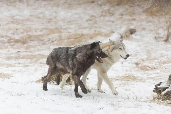 Framed Print : Grey wolf Canis lupus, 2 adults walking on snow, Montana, USA, March Framed Print : Grey wolf Canis lupus, 2 adults walking on snow, Montana, USA, March