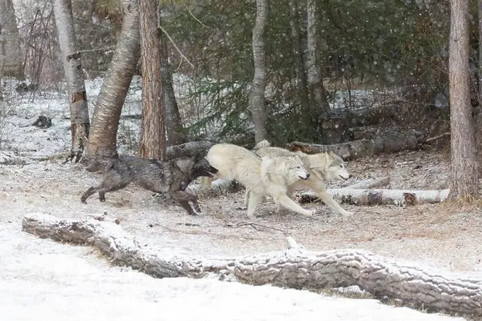 Framed Print : Grey wolf Canis lupus, 3 adults running at snow covered forest edge, Montana, USA, March Framed Print : Grey wolf Canis lupus, 3 adults running at snow covered forest edge, Montana, USA, March