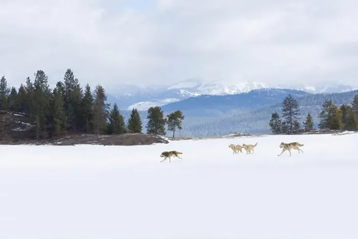 Framed Print : Grey wolf Canis lupus, 4 adults running across snow covered landscape, Montana, USA, March, composite image Framed Print : Grey wolf Canis lupus, 4 adults running across snow covered landscape, Montana, USA, March, composite image