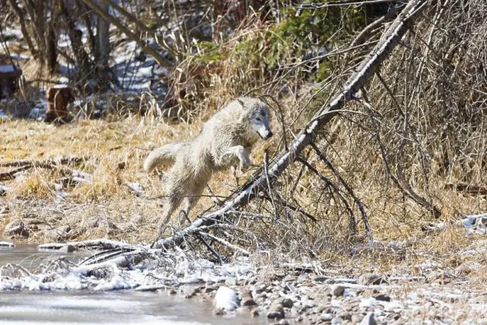 Framed Print : Grey wolf Canis lupus, adult jumping over fallen tree, Montana, USA, March Framed Print : Grey wolf Canis lupus, adult jumping over fallen tree, Montana, USA, March