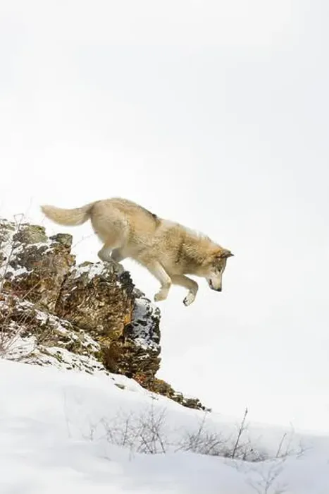 Framed Print : Grey wolf Canis lupus, adult jumping from snow covered ridge, Montana, USA, March Framed Print : Grey wolf Canis lupus, adult jumping from snow covered ridge, Montana, USA, March