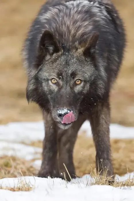 Framed Print : Grey wolf Canis lupus, adult licking snow from nose, Montana, USA, March Framed Print : Grey wolf Canis lupus, adult licking snow from nose, Montana, USA, March