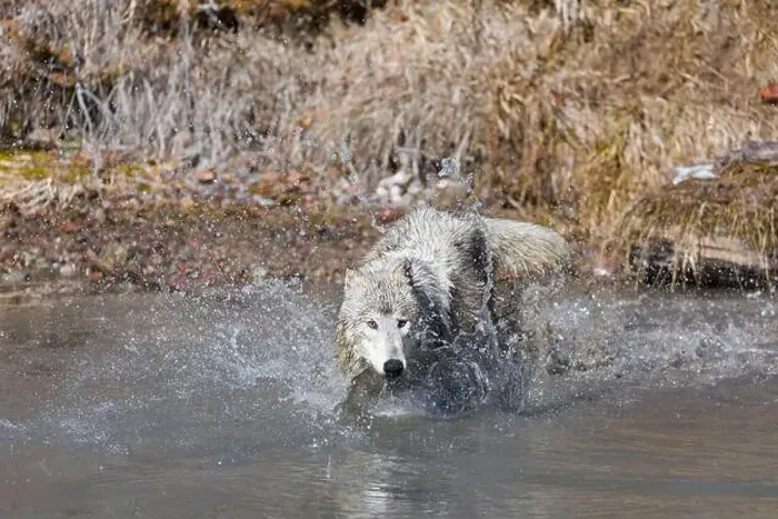 Framed Print : Grey wolf Canis lupus, adult running in river, Montana, USA, March Framed Print : Grey wolf Canis lupus, adult running in river, Montana, USA, March