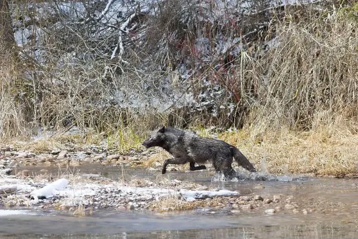Framed Print : Grey wolf Canis lupus, adult running in river, Montana, USA, March Framed Print : Grey wolf Canis lupus, adult running in river, Montana, USA, March
