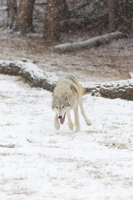 Framed Print : Grey wolf Canis lupus, adult running on snow, Montana, USA, March Framed Print : Grey wolf Canis lupus, adult running on snow, Montana, USA, March