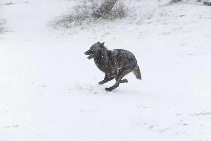 Framed Print : Grey wolf Canis lupus, adult running on snow, Montana, USA, March Framed Print : Grey wolf Canis lupus, adult running on snow, Montana, USA, March