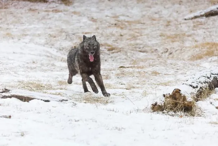Framed Print : Grey wolf Canis lupus, adult running on snow, Montana, USA, March Framed Print : Grey wolf Canis lupus, adult running on snow, Montana, USA, March