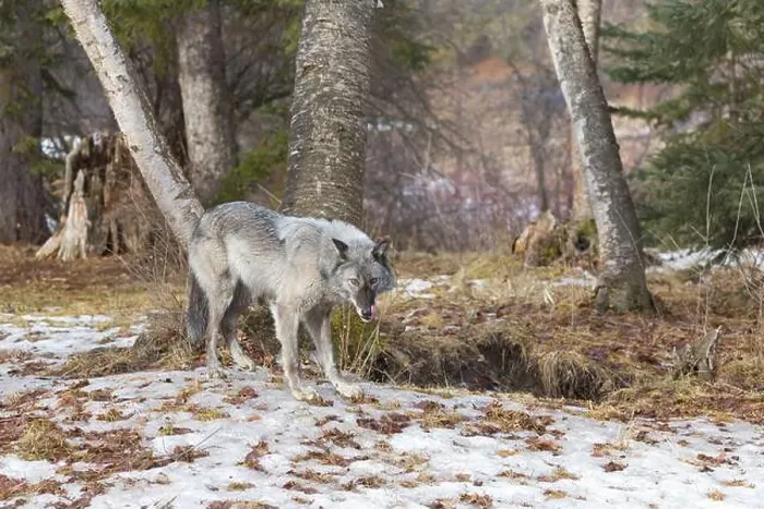 Framed Print : Grey wolf Canis lupus, adult standing at forest edge, Montana, USA, March Framed Print : Grey wolf Canis lupus, adult standing at forest edge, Montana, USA, March