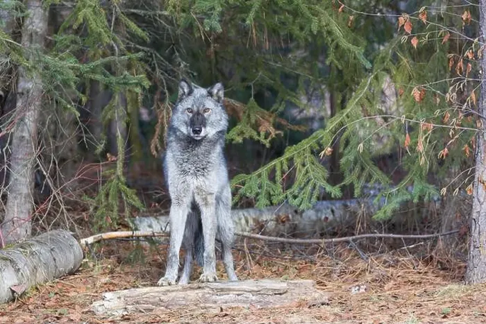 Framed Print : Grey wolf Canis lupus, adult standing at forest edge, Montana, USA, March Framed Print : Grey wolf Canis lupus, adult standing at forest edge, Montana, USA, March