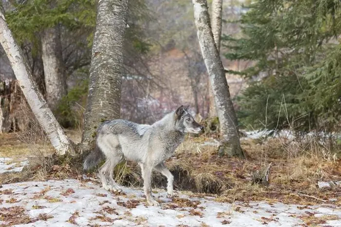 Framed Print : Grey wolf Canis lupus, adult standing at forest edge, Montana, USA, March
