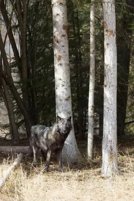 Framed Print : Grey wolf Canis lupus, adult standing at forest edge, Montana, USA, March Framed Print : Grey wolf Canis lupus, adult standing at forest edge, Montana, USA, March