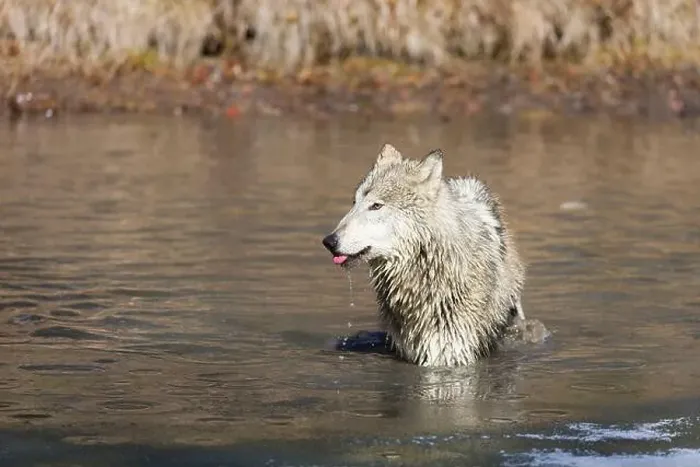 Framed Print : Grey wolf Canis lupus, adult standing in river, Montana, USA, March Framed Print : Grey wolf Canis lupus, adult standing in river, Montana, USA, March