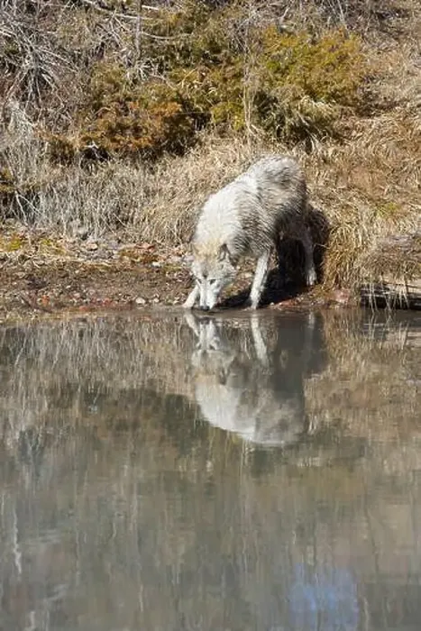 Framed Print : Grey wolf Canis lupus, adult standing at river edge, drinking, Montana, USA, March Framed Print : Grey wolf Canis lupus, adult standing at river edge, drinking, Montana, USA, March