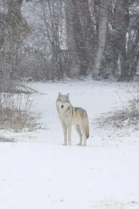 Framed Print : Grey wolf Canis lupus, adult standing at snow covered forest edge, Montana, USA, March Framed Print : Grey wolf Canis lupus, adult standing at snow covered forest edge, Montana, USA, March