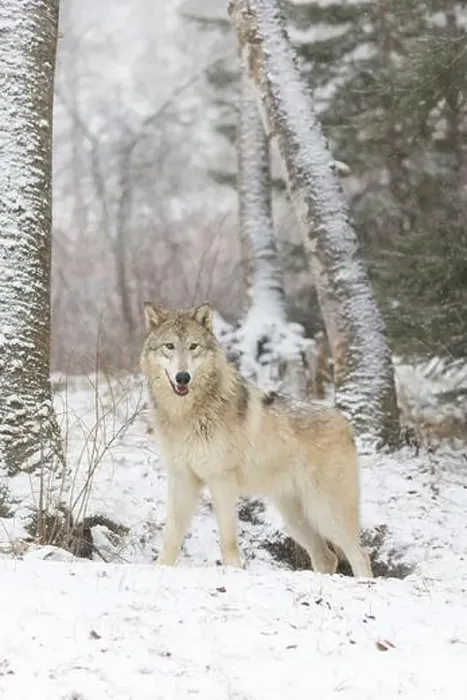 Framed Print : Grey wolf Canis lupus, adult standing at snow covered forest edge, Montana, USA, March Framed Print : Grey wolf Canis lupus, adult standing at snow covered forest edge, Montana, USA, March
