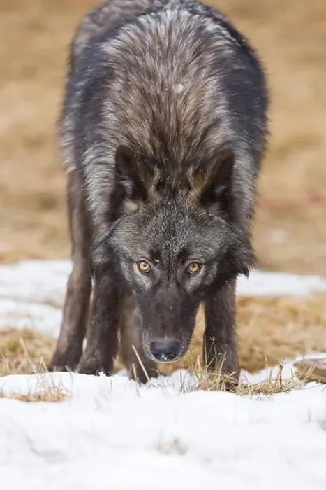 Framed Print : Grey wolf Canis lupus, adult standing on snow covered grassland, Montana, USA, March Framed Print : Grey wolf Canis lupus, adult standing on snow covered grassland, Montana, USA, March