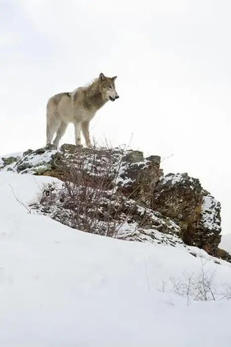 Framed Print : Grey wolf Canis lupus, adult standing on snow covered ridge, Montana, USA, March Framed Print : Grey wolf Canis lupus, adult standing on snow covered ridge, Montana, USA, March