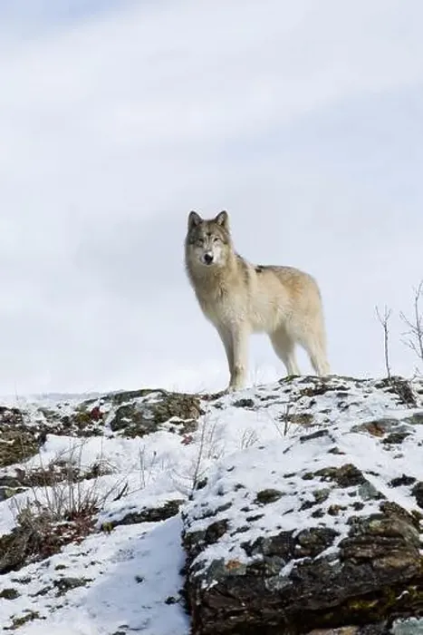 Framed Print : Grey wolf Canis lupus, adult standing on snow covered ridge, Montana, USA, March Framed Print : Grey wolf Canis lupus, adult standing on snow covered ridge, Montana, USA, March