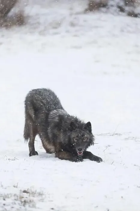 Framed Print : Grey wolf Canis lupus, adult standing on snow in playful pose, Montana, USA, March Framed Print : Grey wolf Canis lupus, adult standing on snow in playful pose, Montana, USA, March