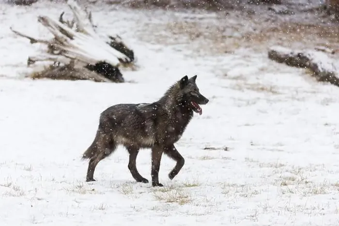 Framed Print : Grey wolf Canis lupus, adult standing on snow during snowfall, Montana, USA, March Framed Print : Grey wolf Canis lupus, adult standing on snow during snowfall, Montana, USA, March