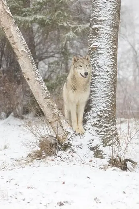 Framed Print : Grey wolf Canis lupus, adult standing between trunks at snow covered forest edge, Montana, USA, March Framed Print : Grey wolf Canis lupus, adult standing between trunks at snow covered forest edge, Montana, USA, March