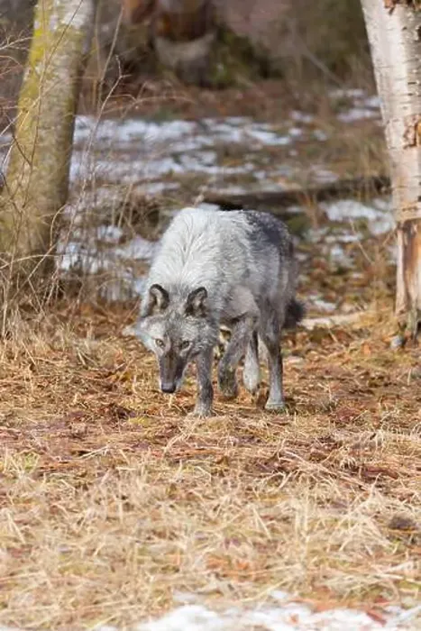 Framed Print : Grey wolf Canis lupus, adult walking at forest edge, Montana, USA, March Framed Print : Grey wolf Canis lupus, adult walking at forest edge, Montana, USA, March