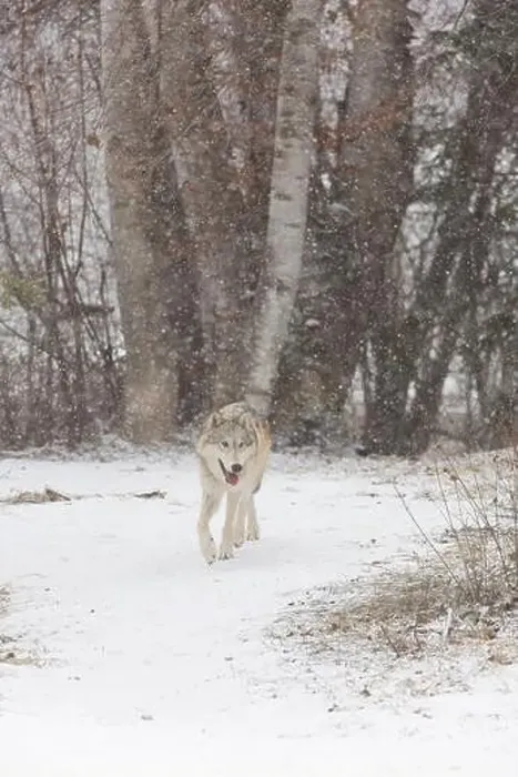 Framed Print : Grey wolf Canis lupus, adult walking at forest edge during snowfall, Montana, USA, March Framed Print : Grey wolf Canis lupus, adult walking at forest edge during snowfall, Montana, USA, March