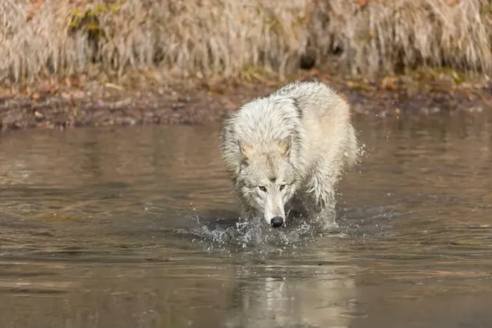 Framed Print : Grey wolf Canis lupus, adult walking in river, Montana, USA, March Framed Print : Grey wolf Canis lupus, adult walking in river, Montana, USA, March